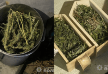 У Кам`янському поліцейські викрили двох чоловіків у незаконному вирощуванні конопель