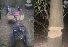 У Новокодацькому районі Дніпра двоє чоловіків спилювали зелені насадження: обставини події встановлює СОГ