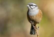 Зникають не лише горобці. Яких птахів у містах стає менше та чим це загрожує