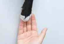 Втрата улюбленця: як упоратися і відновитися