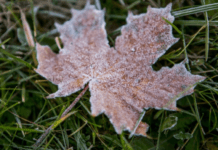 Цього тижня на Дніпропетровщині очікуються перші заморозки