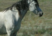 До відома мешканців Кам’янської міської територіальної громади