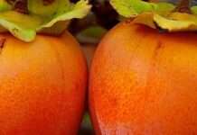 Хурма: чим небезпечний осінній сезонний фрукт