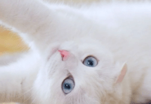 Чому кішки мнуть лапками: розгадка дивної поведінки улюбленців