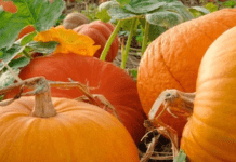 Чим корисний гарбуз для нашого здоров’я: позитивні властивості, про які ви не здогадувалися