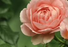 Переживуть морози, а навесні кущі вкриють яскраві квіти: як підготувати троянди до зими