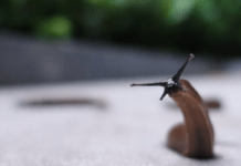 Найкращий народний засіб для боротьби зі слимаками: ефективних метод, про який ви могли не знати