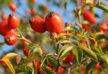 Як заварювати шипшину, аби зберегти її корисні властивості: секрети та поради