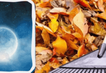 Місячний посівний календар на листопад 2024 року: сприятливі й несприятливі дні для садівників і городників