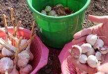 Коли за прикметами краще садити часник на зиму