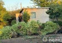 У Кам’янському поліцейські викрили містянина, який вирощував коноплі