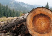 «Чорним лісорубам» приготуватися: в Україні суттєво посилили відповідальність за незаконну вирубку деревини