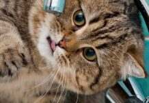 Усе місто без води: у Кам’янському сталася аварія на насосній станції