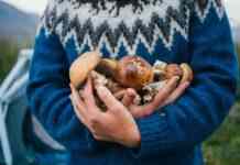 Безпека під час збирання грибів: ключові поради від МВС