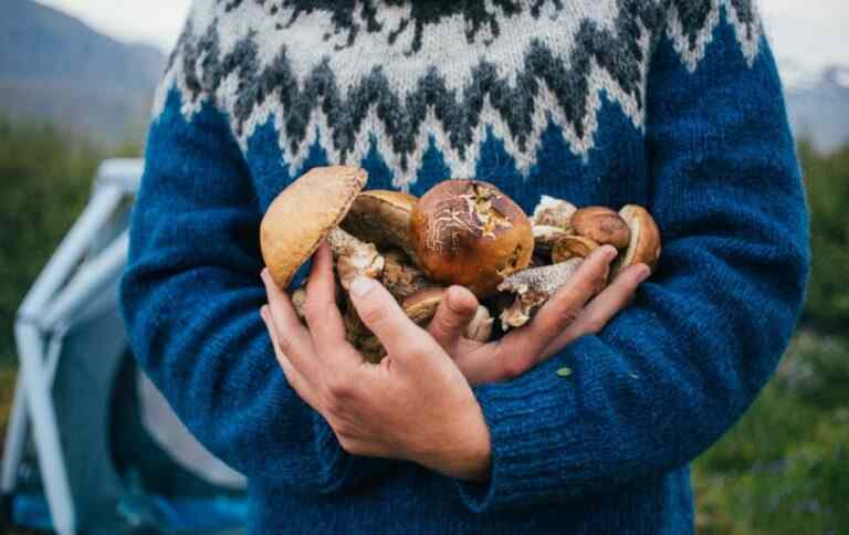 Безпека під час збирання грибів: ключові поради від МВС