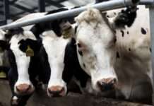 У РФ перевіряють, чому після масла зросли ціни на молоко