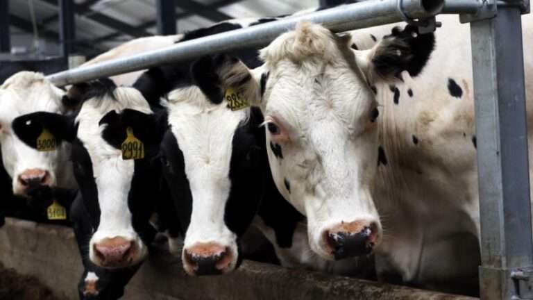 У РФ перевіряють, чому після масла зросли ціни на молоко