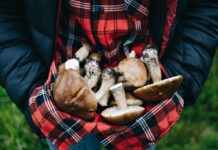 У Тернопільській області ще одна дитина померла внаслідок отруєння грибами