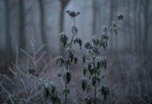 Антициклон Clemens не піде. Синоптики дали прогноз на перший день зими в Україні