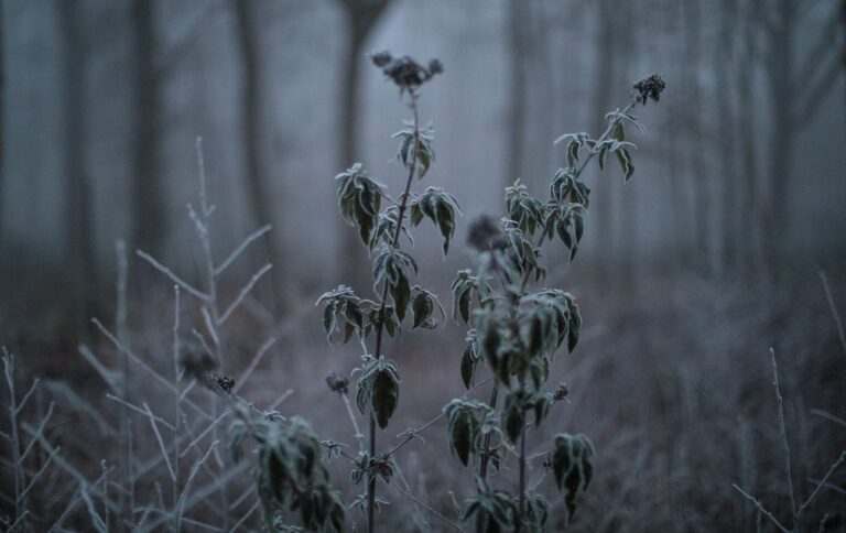 Антициклон Clemens не піде. Синоптики дали прогноз на перший день зими в Україні