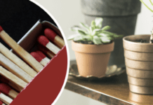 Навіщо в горщики з кімнатними рослинами встромляти сірники: відповідь вас здивує