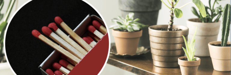 Навіщо в горщики з кімнатними рослинами встромляти сірники: відповідь вас здивує