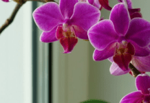 Апельсинова вода для орхідей: простий засіб, щоб оживити рослини та стимулювати їхнє цвітіння