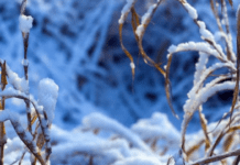 Погода в Україні зміниться: готуємося до снігу та морозного листопада