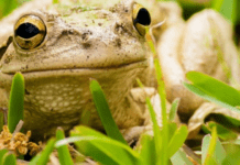 Чому жаба лізе в хату: значення народних прикмет і забобонів
