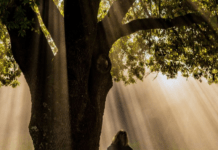 Гороскоп друїдів: дізнайтеся, яке ви дерево за знаком Зодіаку