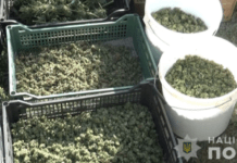 Слідчі Нікопольщини скерували до суду обвинувальний акт відносно наркозбувача