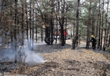 У Павлоградському районі горів ліс