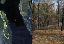 На Запоріжжі прокуратура в судовому порядку повернула державі понад 25 гектарів землі лісогосподарського призначення