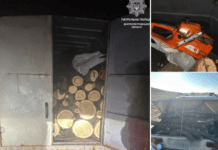 Незаконно вирубували зелені насадження: патрульні Дніпра затримали правопорушників