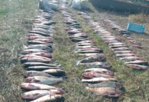 У Криворізькому районі мародери наловили риби на майже 1,3 млн грн