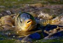 В Україні заборонили вилов риби: подробиці