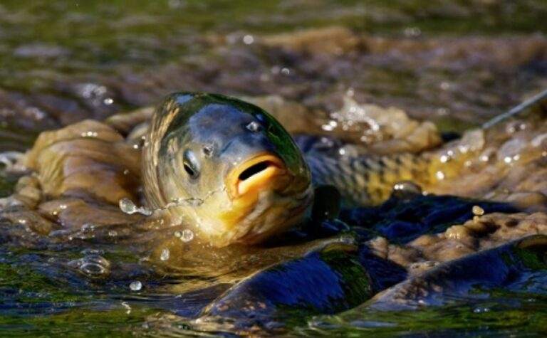 В Україні заборонили вилов риби: подробиці