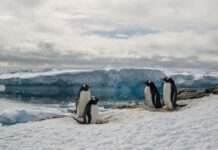 Українські полярники підрахували пінгвінів біля станції “Академік Вернадський” (фото)