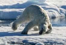 Канада посилить присутність в Арктиці, щоб протистояти загрозам з боку РФ