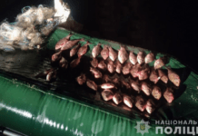 Завдав екосистемі держави збитків на понад 71 000 гривень: на Запоріжжі викрили браконьєра