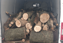 У Верхньодніпровському районі патрульні виявили «чорного лісоруба»