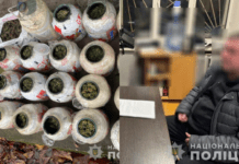 Виростив канабіс на півмільйона гривень: поліцейські Дніпра повідомили про підозру зловмиснику