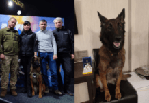 Знайшла 120 людей: пошуково-рятувальна собака з Дніпропетровщини отримала нагороду «Собака – герой України»