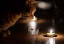 Графіки не застосовуються: у Дніпрі та області ввели екстрені вимкнення світла