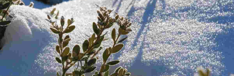 Синоптики розповіли, яким буде грудень і коли в Україну прийде справжня зима