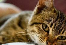 Кішка лягає на груди чи голову господаря: про що це може свідчити