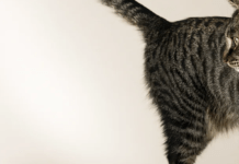 Що розповідає хвіст кота: розбираємо емоції вашого улюбленця