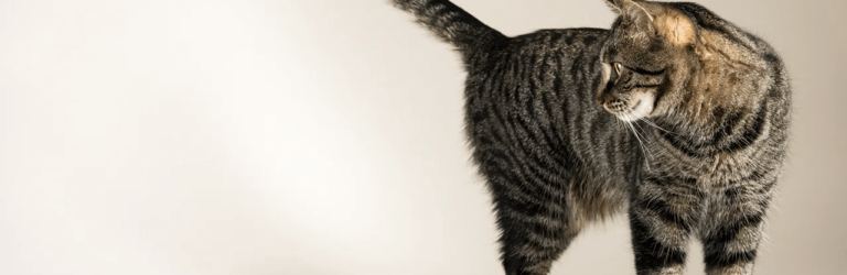 Що розповідає хвіст кота: розбираємо емоції вашого улюбленця