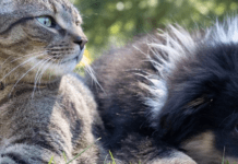 В Україні створять єдиний реєстр домашніх тварин: що зміниться для власників у 2025 році