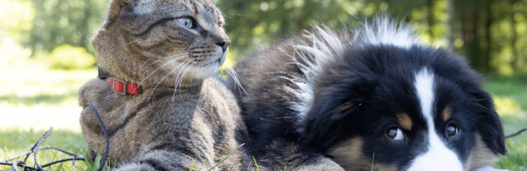 В Україні створять єдиний реєстр домашніх тварин: що зміниться для власників у 2025 році